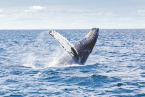 LOOP nachhaltig werben Meeresschutz durch Spenden an OceanCare