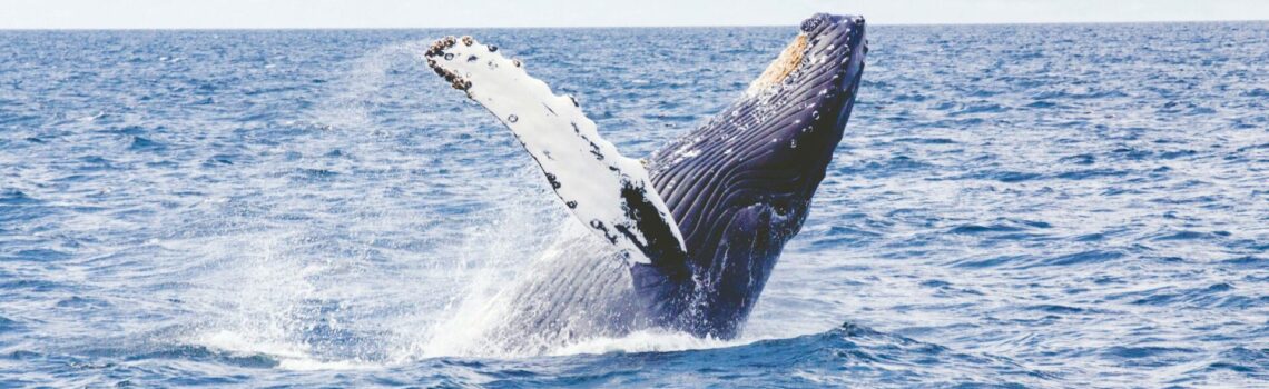LOOP nachhaltig werben Meeresschutz durch Spenden an OceanCare